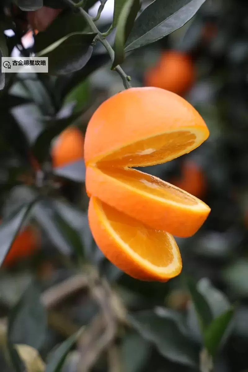 拯救橙子3:果园危机的终极救援行动图1