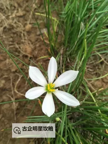 全面解析草草社区在线观看视频的注意事项，保障您的观看体验图2