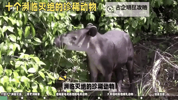 最新LASTDAYONEARTH动物大发现：拯救濒临灭绝的物种行动全面展开图2