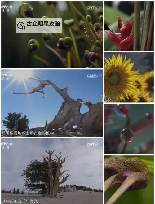 探索精彩世界：看片17c带来的视觉盛宴图1