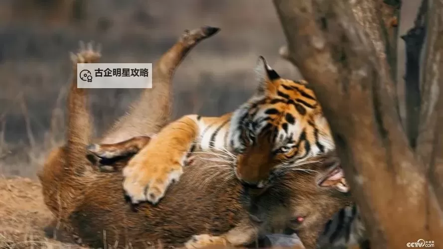 探索精彩内容:sao虎在线视频全面解析与推荐图2