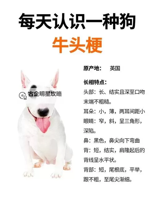 问道牛头是什么宠物：详解宠物牛头的特性与养成指南图2