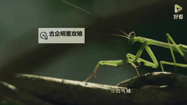 螳螂前期打得过梦魇吗:生存之战的胜负悬念图1