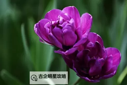 紫色大头昂扬挺拔：梦幻森林的奇异生物图1