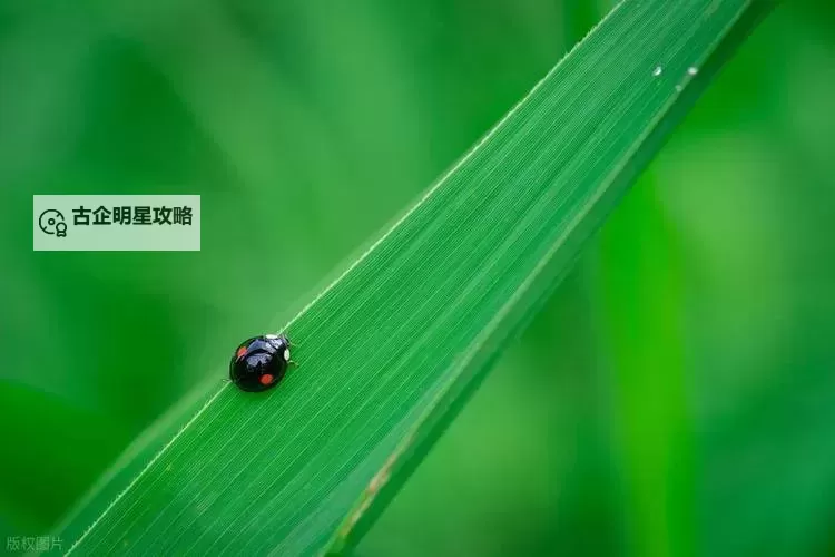 九草在线：探索自然与文化的绿色天地图1