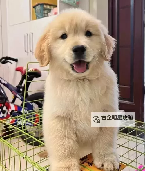 与自己养的金毛做了难忘的周末大冒险图1