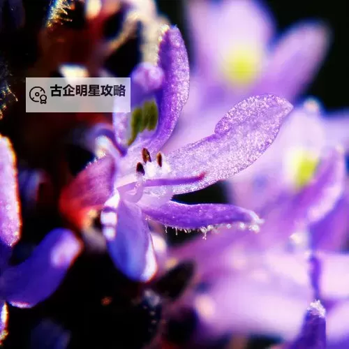 紫色大头昂扬挺拔：梦幻森林的奇异生物图2