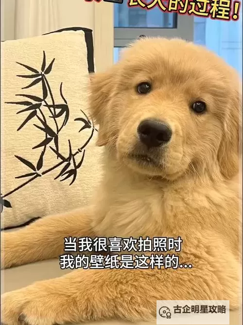 我与自己养的金毛做了难忘的欢乐时光图2