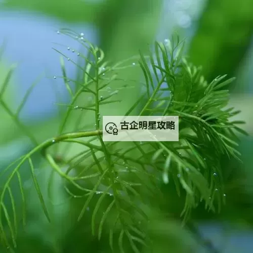 揭秘植物异变龙魂效果的奥秘及其应用潜力图1