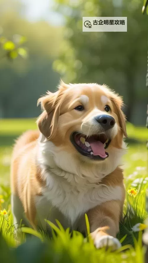 我与自己养的金毛做了难忘的欢乐时光图1