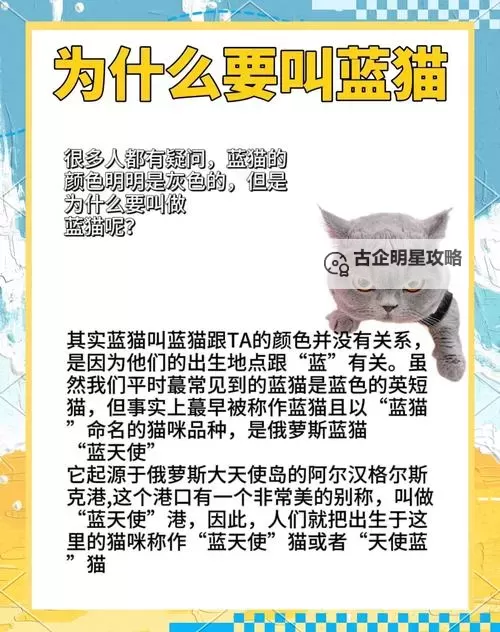 探索猫咪官网社区在线:爱猫用户的交流与资源天堂图1