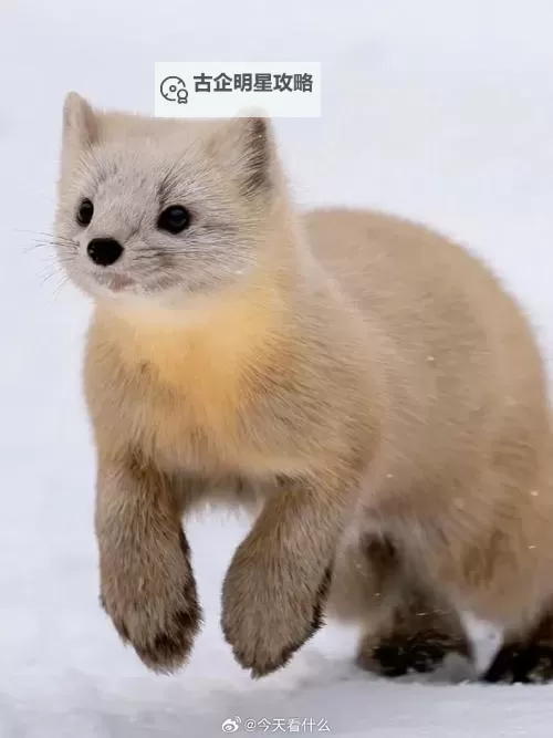 关于“偷拍自拍第二十页”的内容分析与讨论图1