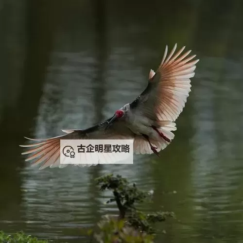 天天炫斗秒杀boss技巧大揭秘，让你轻松称霸战场图1