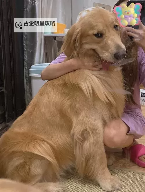 我与自己养的金毛做了难忘的一天图1