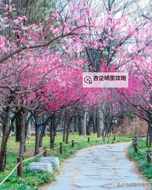 美轮谷雅莎在哪里？她的最新行踪揭秘图1