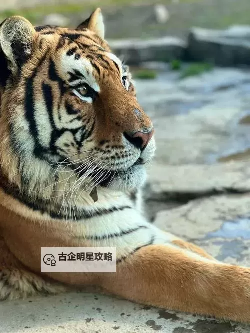 虎库在线：探索免费优质文学资源的新先锋图1