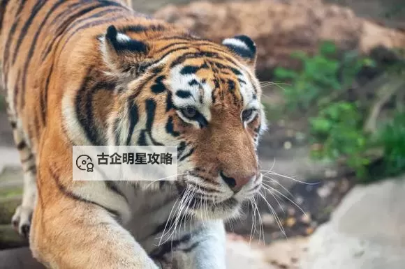 虎库在线：全面解读其平台特色与未来发展图1