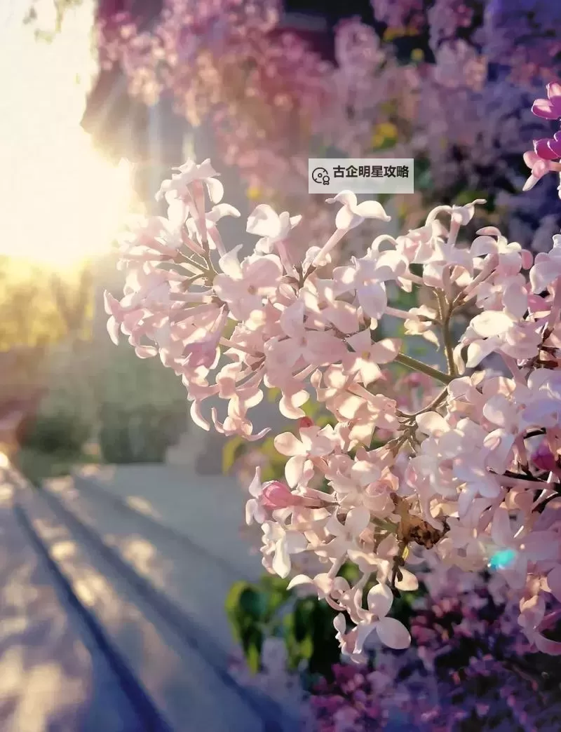 五月丁香日韩深夜:那些难以忘怀的夜间文学瞬间图1