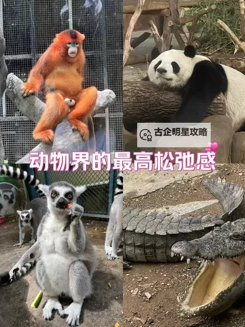 疯狂动物园如何让猩猩跳起来 疯狂动物园猩猩怎么跳图1