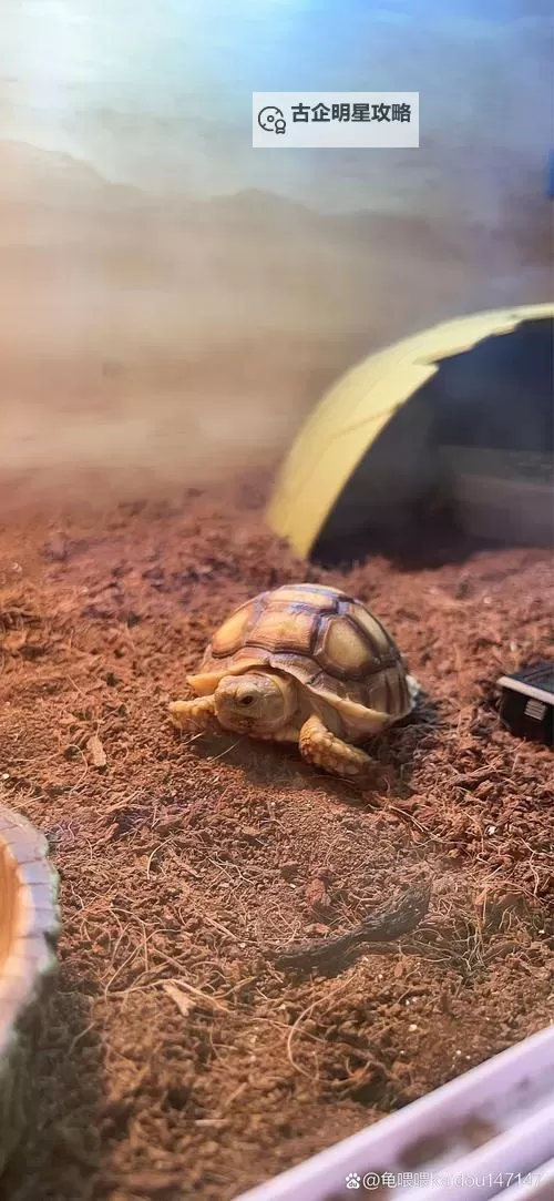 《幻想生活i》陆龟坐骑获取教程 陆龟坐骑怎么获得图1