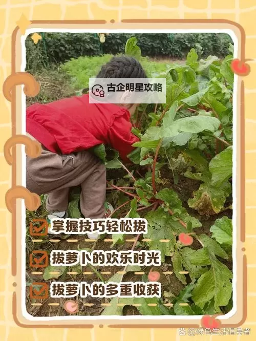 趣味教学:如何拍摄精彩的正确的拔萝卜视频图2