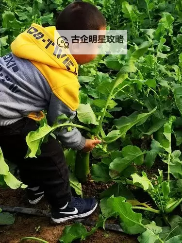 趣味教学:如何拍摄精彩的正确的拔萝卜视频图1