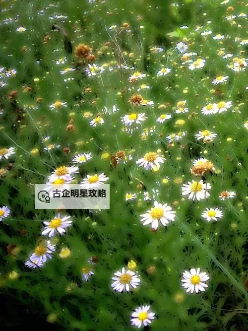 探索野花社区论坛在线观看：精彩内容尽在其中图1