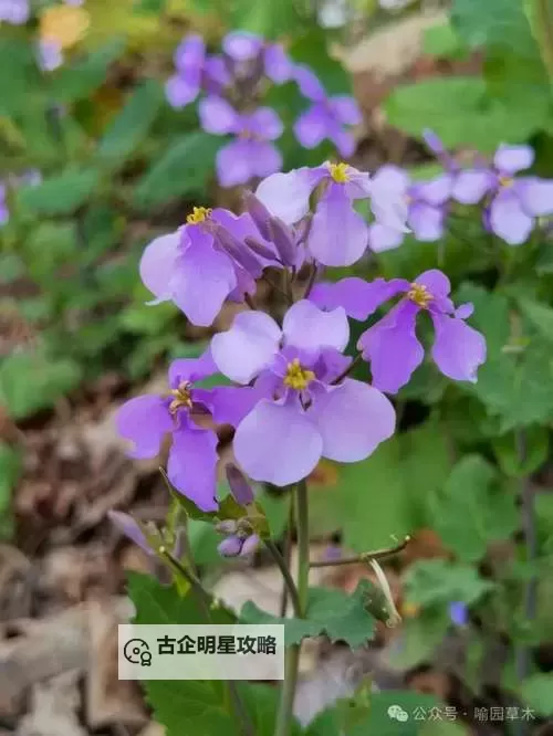 紫色大头昂扬挺拔：绽放在春日里的梦想之花图1