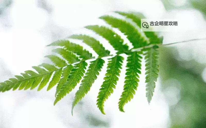 最新推荐：精彩纷呈的最近2019中文字幕国语视频合集图1