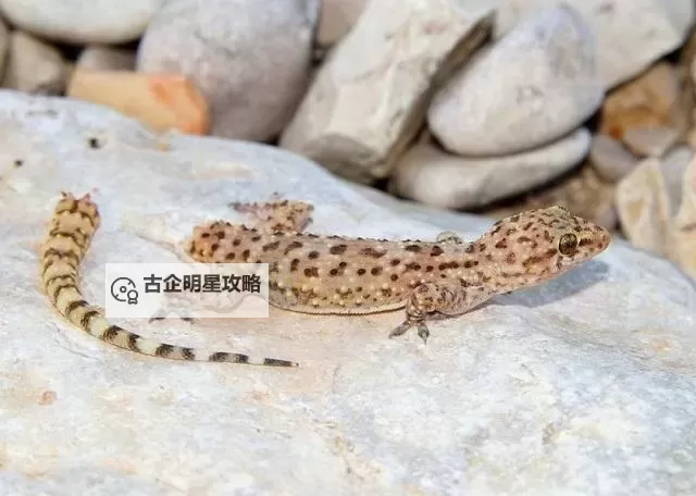 遇到危险就裸奔的壁虎：勇敢面对危机的奇异勇士图1