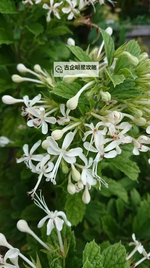 《生化危机2重制版》里昂最终BOSS暴君应对技巧 暴君怎么打图1