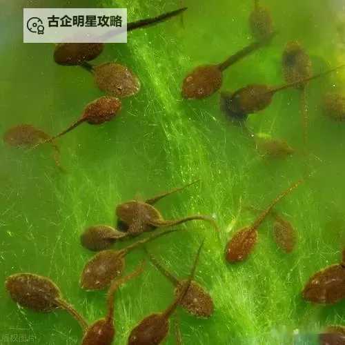 探索神秘之谜：蝌蚪九色91的奇幻世界探秘图1