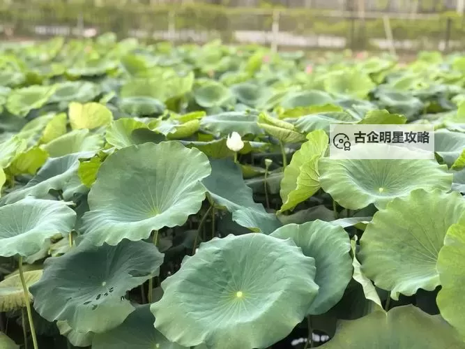 醉美的夏天：那一抹沁人心脾的青春与热情图1