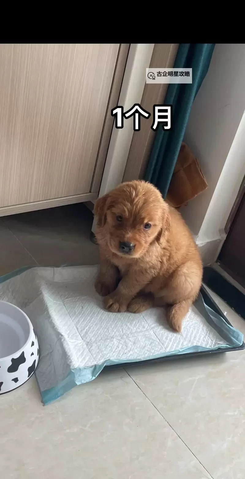 与自己养的金毛共度时光:五天的温馨故事图1