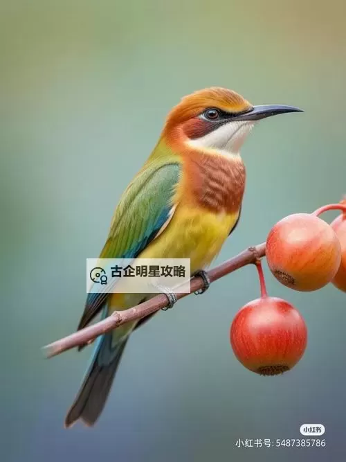 张津瑜视频XXXOVIDEO:最新精彩内容全解析图1