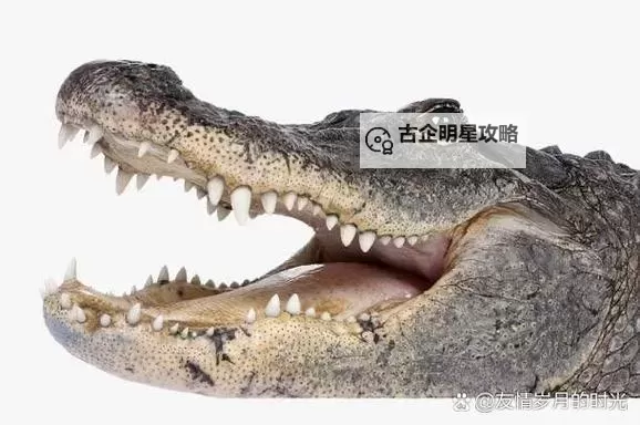 图鉴电报丨《逆境重生》动物篇-鳄鱼图1