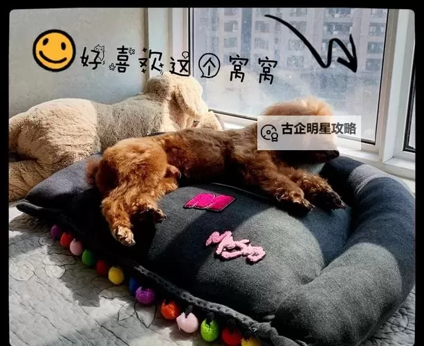 在破房子里与狗做的奇异瞬间图1