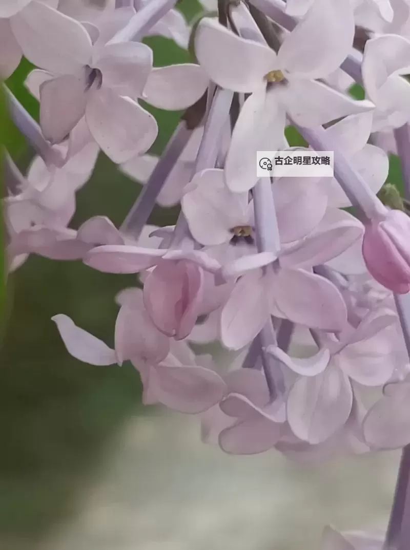 探索多元魅力：综合丁香五月的全景体验图1