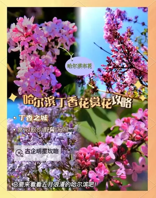 细腻描绘：五月丁香深爱的温暖情感之旅图1