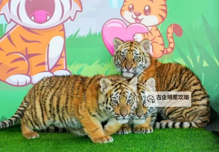 《怪物猎人荒野》大大的宝物位置及获取方法 大大的宝物在哪图1