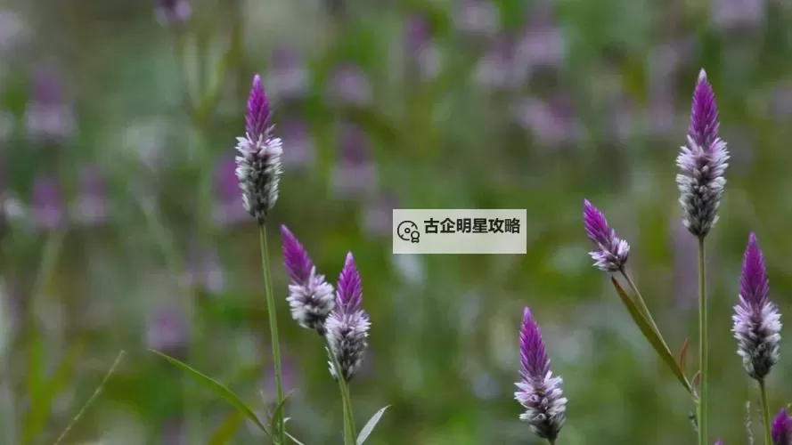 野花网视频直播在线观看视频:在线看精彩精彩内容的最佳平台图1