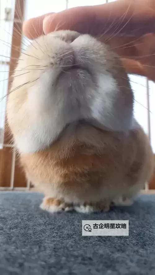 放松心情必看：超治愈的自我安抚小兔兔视频图1