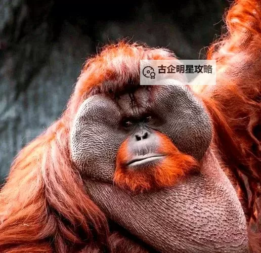 《潜行者2切尔诺贝利之心》全流程通关图文攻略图2