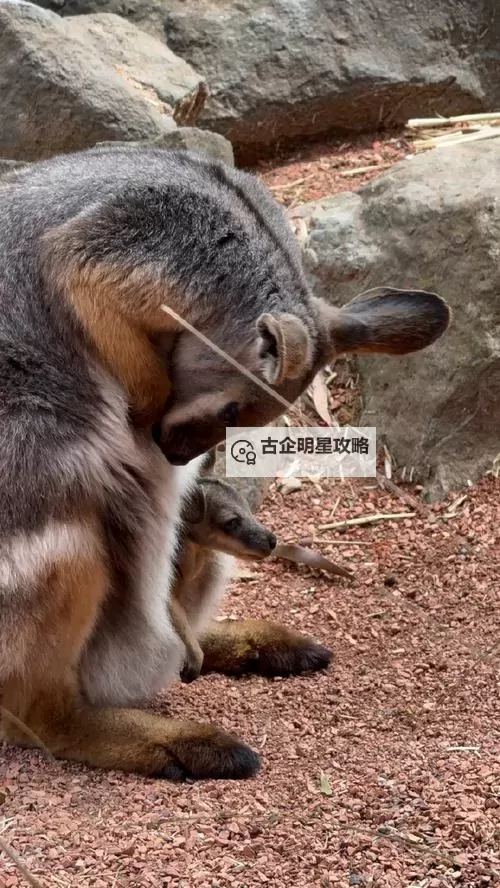 《潜行者2切尔诺贝利之心》全流程通关图文攻略图1