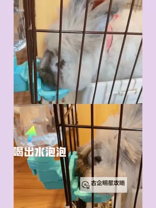 朕的兔子好软水好多H15视频:萌趣兔子日常大放送图1