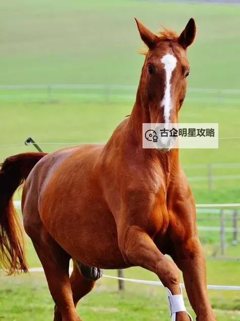 探索最新的ZOOM动物马:科技与动物世界的完美结合图1