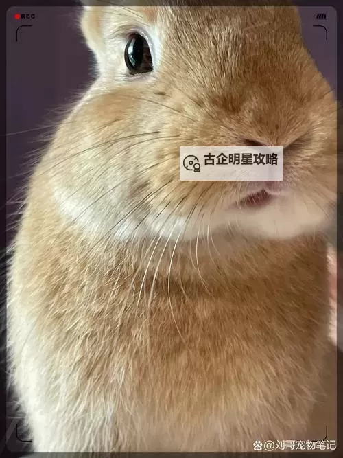 探索多彩童趣世界：困困兔在线带你畅游欢乐天地图1