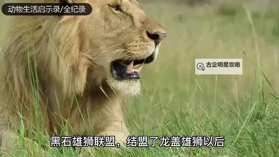 《黑石启示》共鸣介绍图1