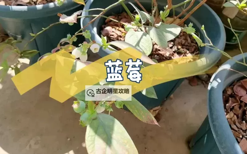 探索精彩精彩：蓝莓免费视频带你领略自然之美图1