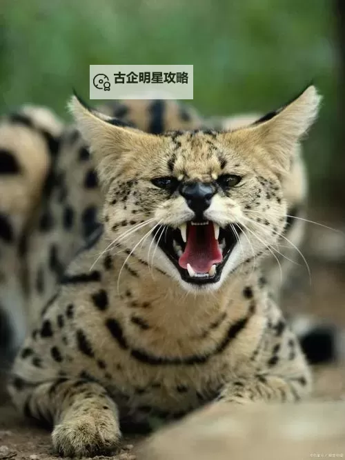 信长之野望14威力加强版 与原版比较感想心得图1